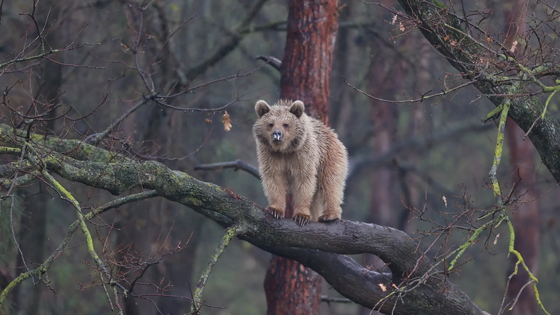 Brown Bear woken early in Bursa, western Turkey